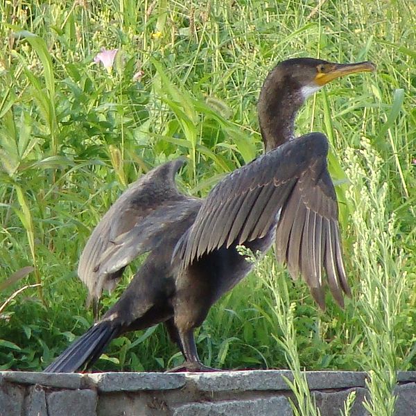 Phalacrocorax capillatus