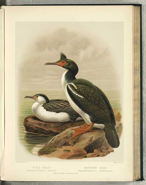 Phalacrocorax carunculatus