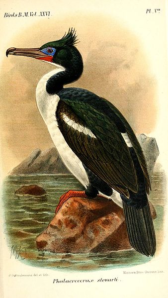 Phalacrocorax chalconotus
