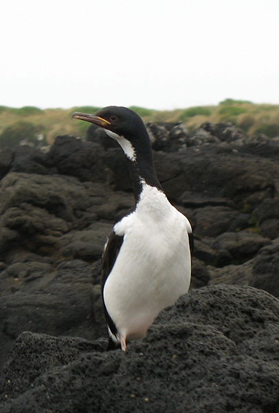 Phalacrocorax colensoi