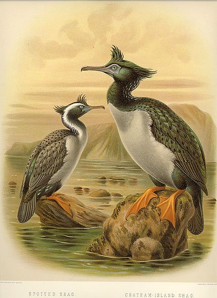 Phalacrocorax featherstoni