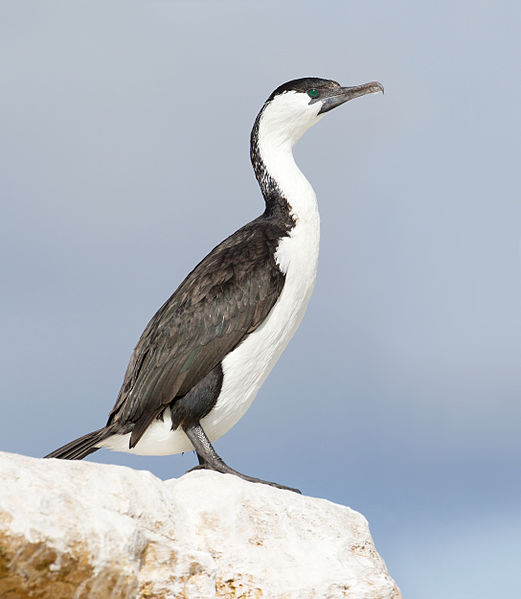 Phalacrocorax fuscescens