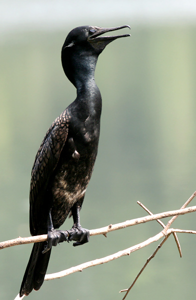 Phalacrocorax fuscicollis