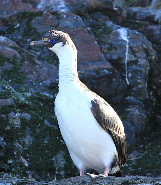 Phalacrocorax georgianus