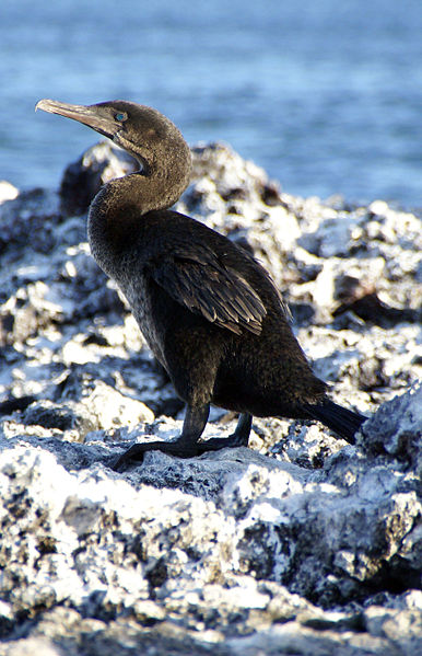 Phalacrocorax harrisi
