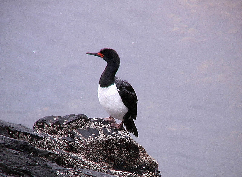 Phalacrocorax magellanicus