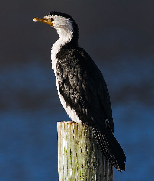 Phalacrocorax melanoleucos