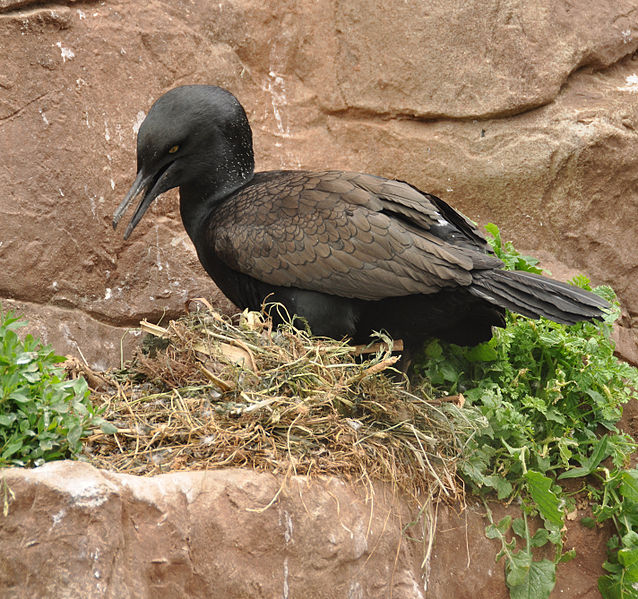 Phalacrocorax neglectus