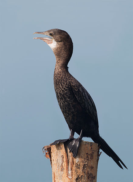 Phalacrocorax niger