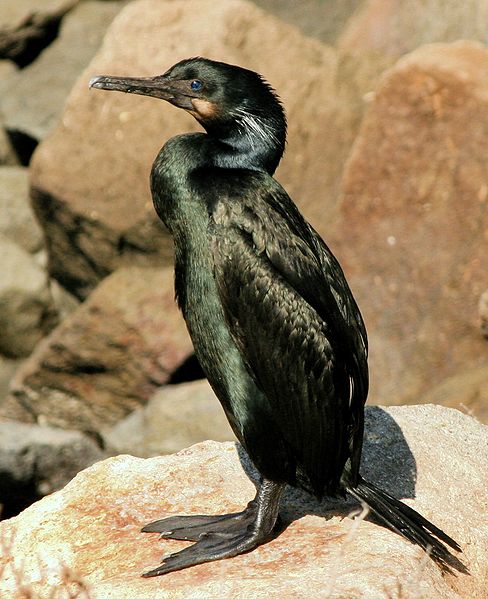 Phalacrocorax penicillatus