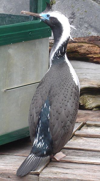 Phalacrocorax punctatus