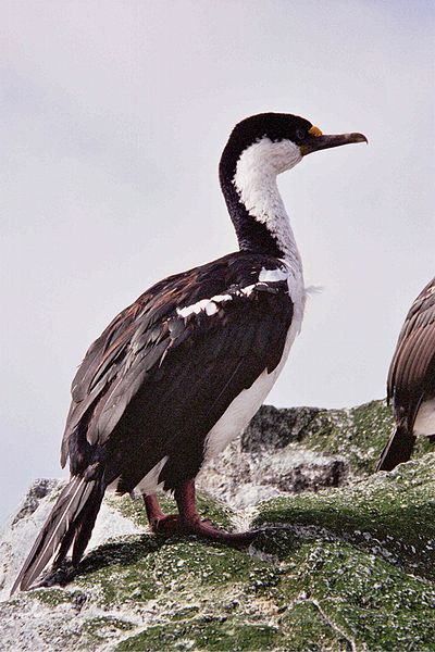 Phalacrocorax purpurascens
