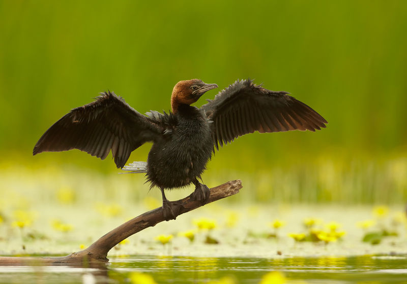 Phalacrocorax pygmaeus