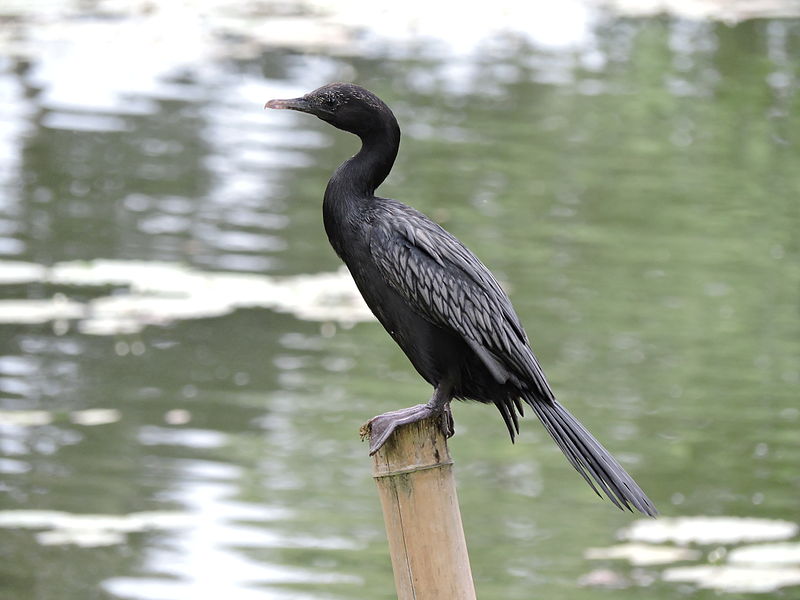 Phalacrocorax sulcirostris
