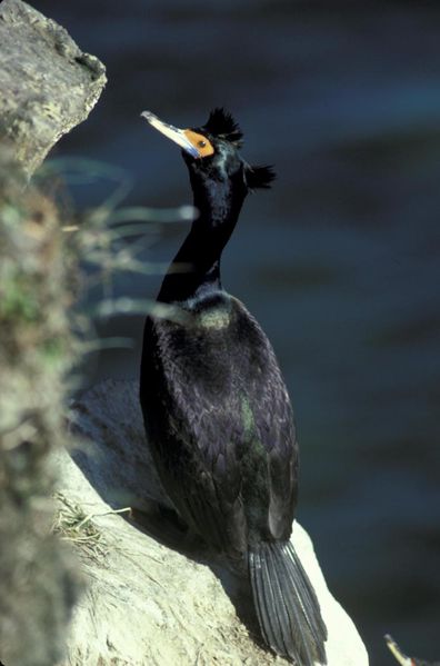 Phalacrocorax urile