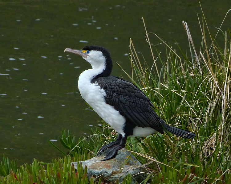 Phalacrocorax varius