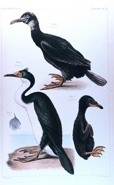 Phalacrocorax verrucosus