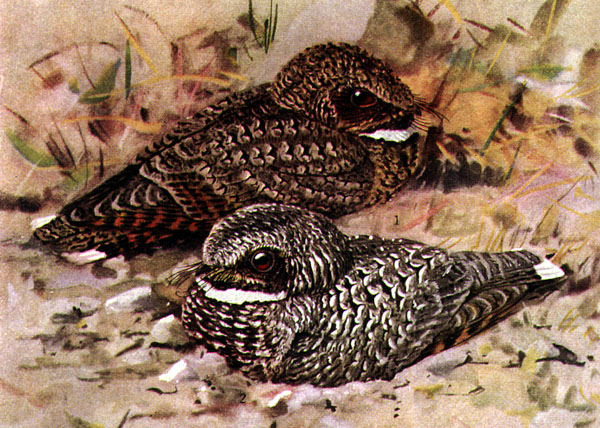 Phalaenoptilus nuttallii