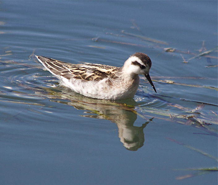 Phalaropus lobatus