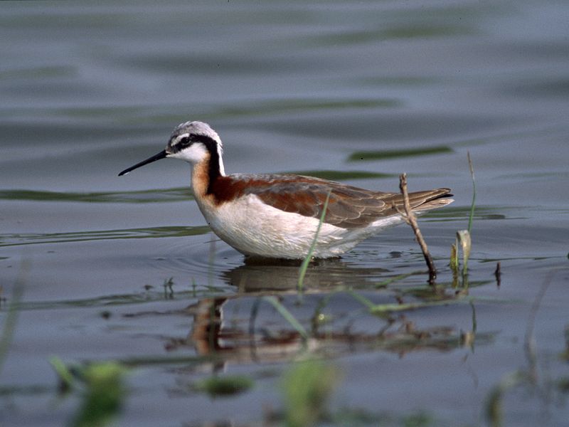 Phalaropus tricolor