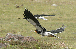 Phalcoboenus carunculatus