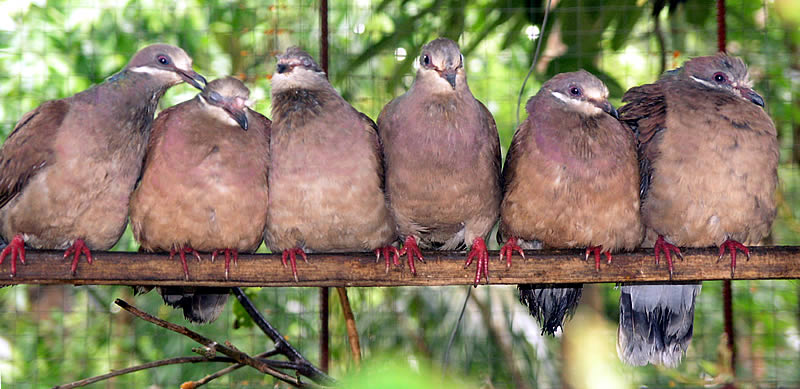 Phapitreron leucotis