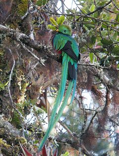 Quetzal resplandeciente