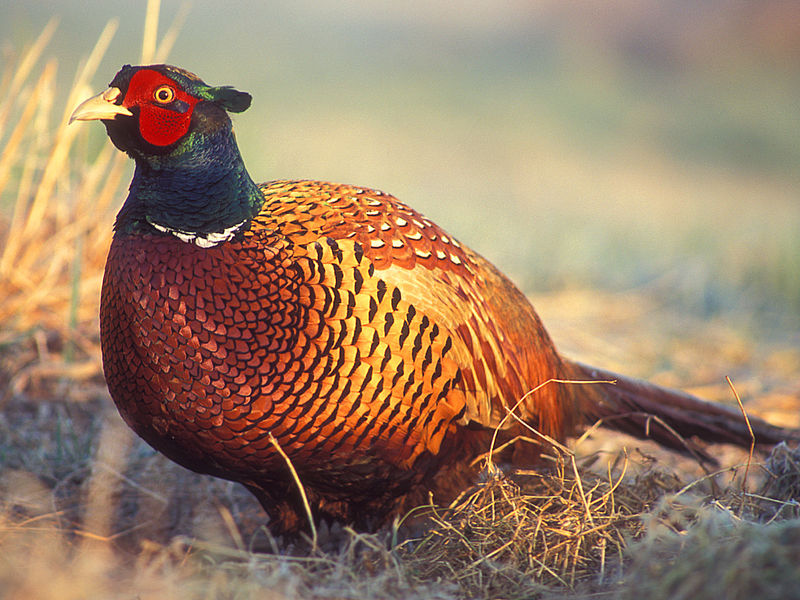 Phasianus colchicus