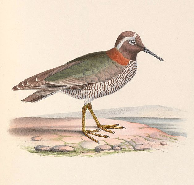 Phegornis mitchellii