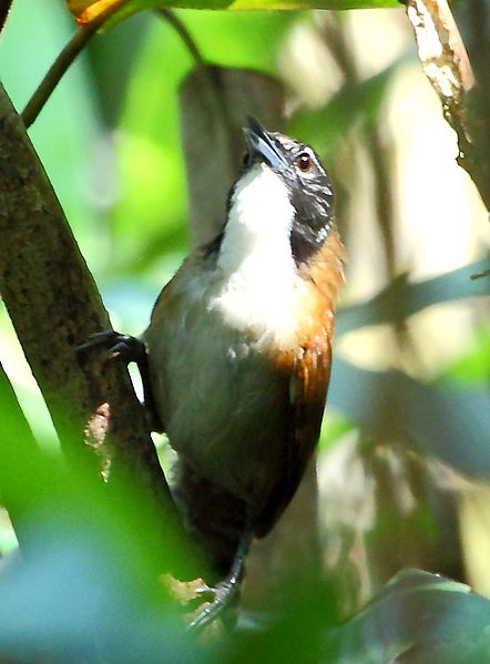 Pheugopedius coraya