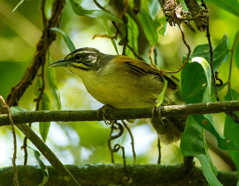 Pheugopedius genibarbis