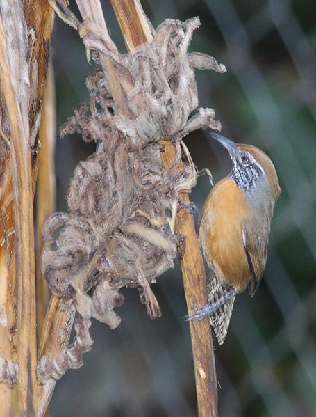 Pheugopedius rutilus