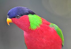 Phigys solitarius
