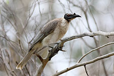 Philemon corniculatus