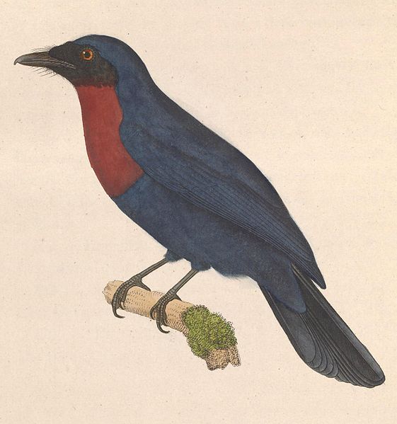 Philentoma velata