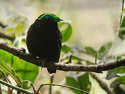 Philepitta castanea