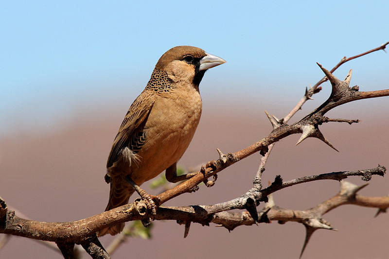 Philetairus socius