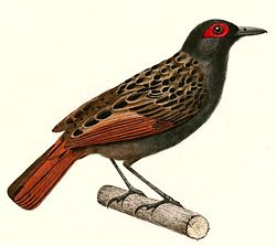 Phlegopsis nigromaculata