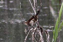 Phleocryptes melanops