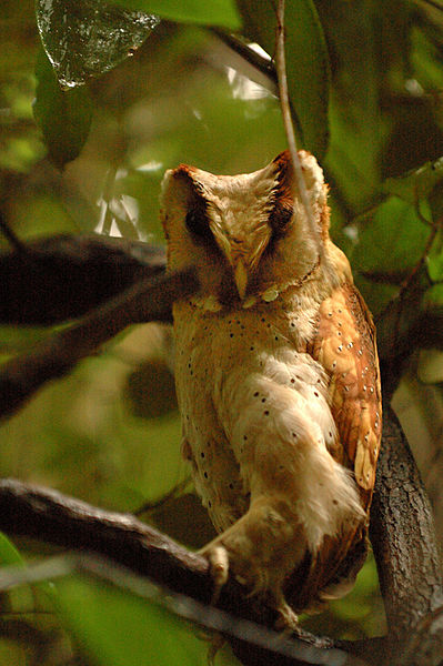 Phodilus badius