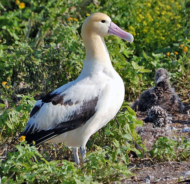 Phoebastria albatrus