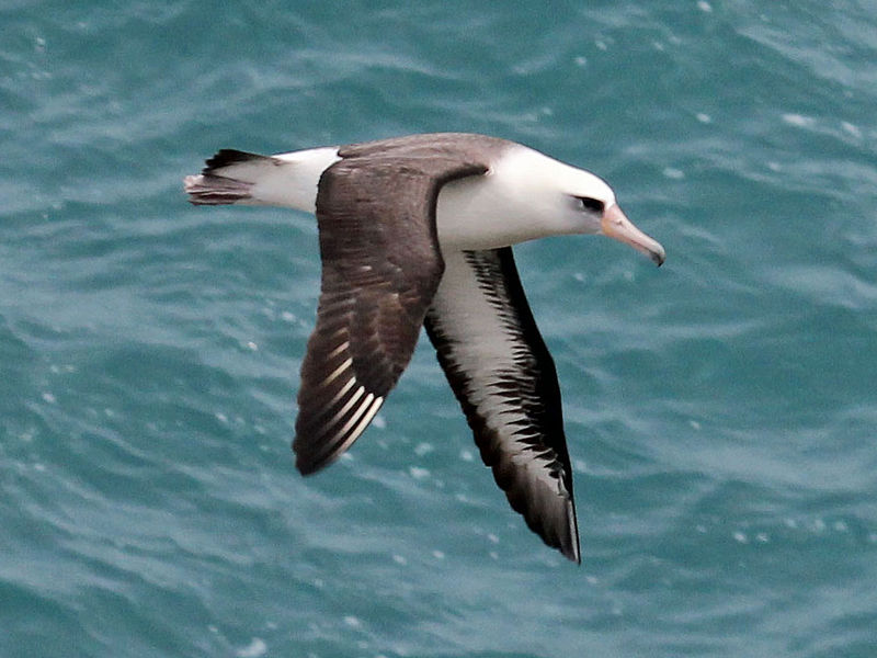 Phoebastria immutabilis