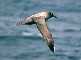 Phoebetria palpebrata