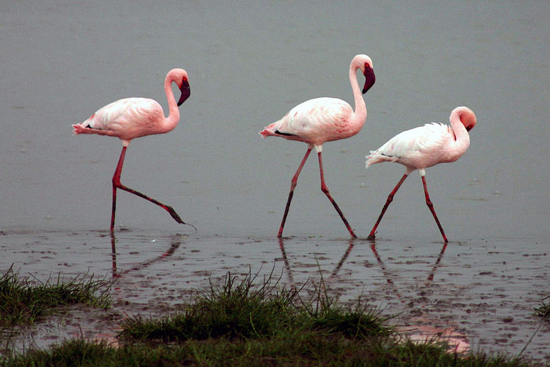 Phoenicopterus minor