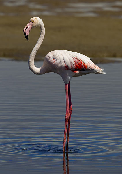 Phoenicopterus roseus