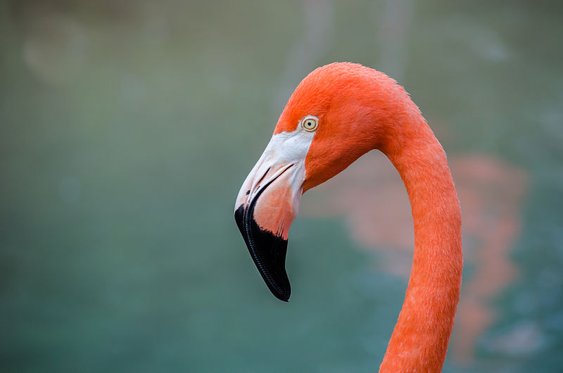 Phoenicopterus ruber