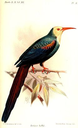 Phoeniculus bollei