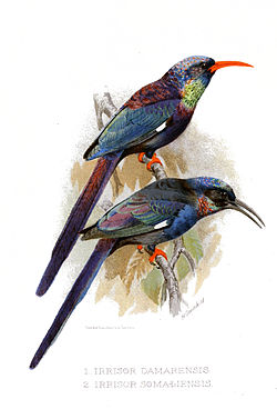 Phoeniculus somaliensis