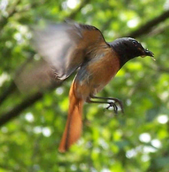 Phoenicurus phoenicurus