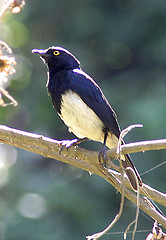 Pholia femoralis